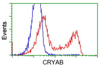 CRYAB/Alpha B Crystallin Antibody