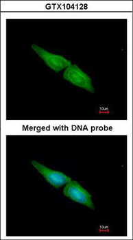 MAPK4/ERK4 Antibody