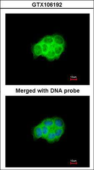 HSPA6/HSP70B' Antibody