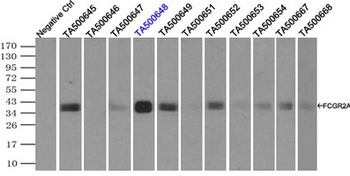 CD32A Antibody