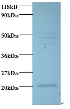 VEGFC Antibody