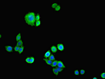 CDH12/Cadherin 12 Antibody