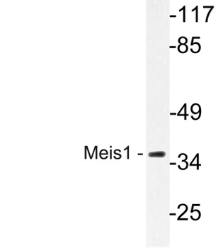 MEIS1 Antibody
