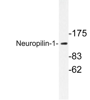 NRP1/Neuropilin 1 Antibody