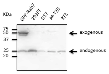RAB7A/RAB7 Antibody