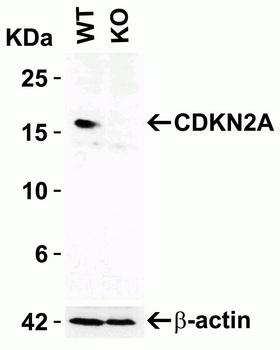 p16INK4a/CDKN2A Antibody