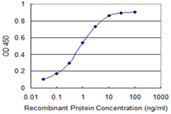RELA/NFKB p65 Antibody