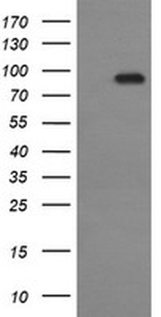 CDH3/P-Cadherin Antibody