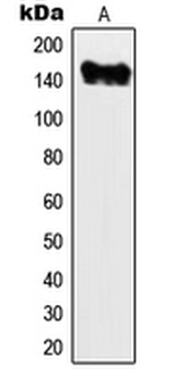 Myosin VI/MYO6 Antibody