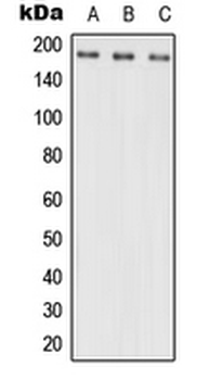 NRXN3 Antibody