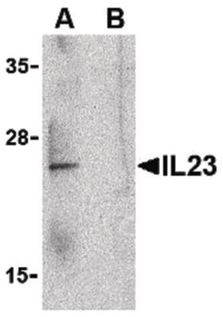 IL23A/IL-23 p19 Antibody
