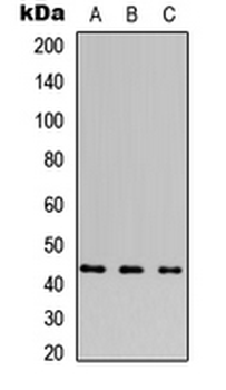 NFKBIE/IKB Epsilon Antibody