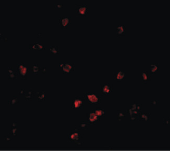 CUL9/Cullin 9 Antibody