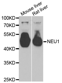 NEU1/NEU Antibody