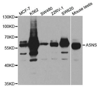 ASNS Antibody