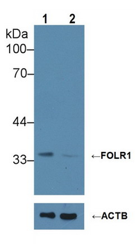 FOLR1/Folate Receptor Alpha Antibody