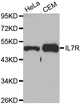 IL7R/CD127 Antibody