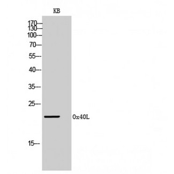 TNFSF4/OX40L/CD252 Antibody