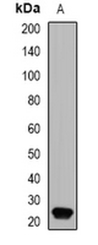 GPX4/MCSP Antibody