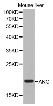 Angiogenin/ANG Antibody