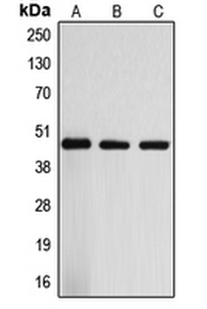 ARRDC3 Antibody