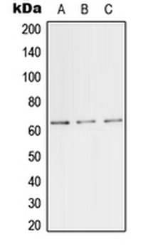 TFE3 Antibody