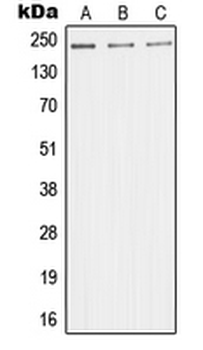 MED1/TRAP220 Antibody
