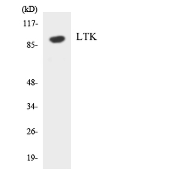 LTK Antibody