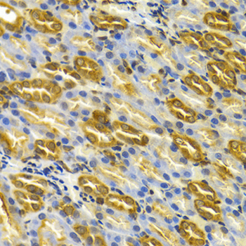 TCP1 Antibody
