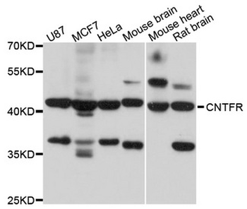 CNTFR Antibody