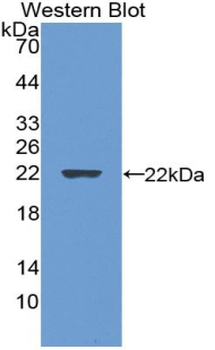GREM1/Gremlin-1 Antibody