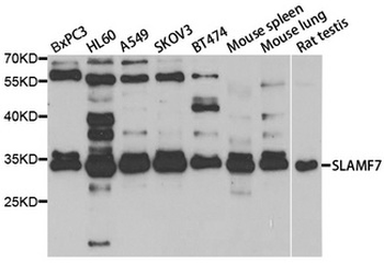 SLAMF7/CRACC Antibody