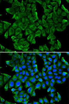 REG3G Antibody