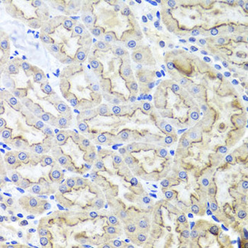 LRP2/Megalin Antibody