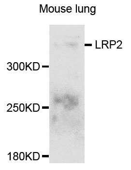 LRP2/Megalin Antibody