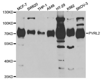 PVRL2/CD112 Antibody