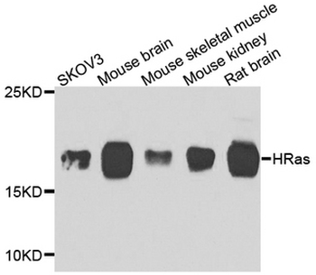 HRAS/H-Ras Antibody