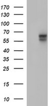 IL10RA Antibody