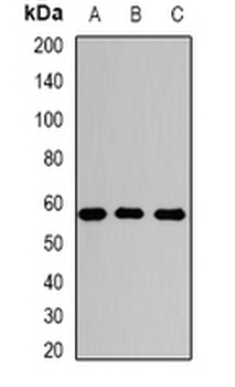 SGSH Antibody