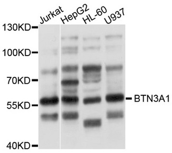 BTN3A1/CD277 Antibody