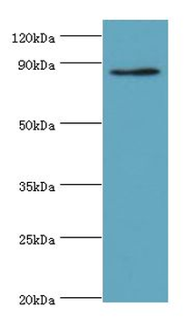 CDH11/Cadherin 11 Antibody
