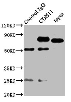 CDH11/Cadherin 11 Antibody