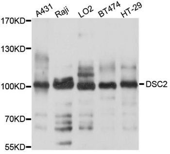 DSC2/Desmocollin 2 Antibody
