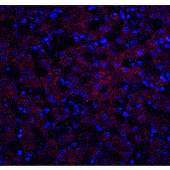 OCLN/Occludin Antibody