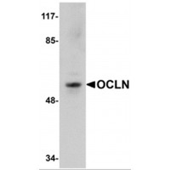 OCLN/Occludin Antibody