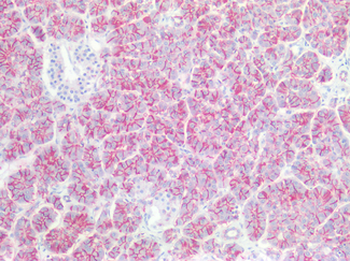 CLDN4/Claudin 4 Antibody