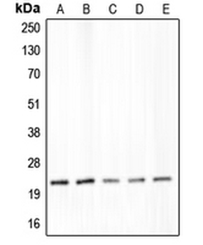 CLDN4/Claudin 4 Antibody