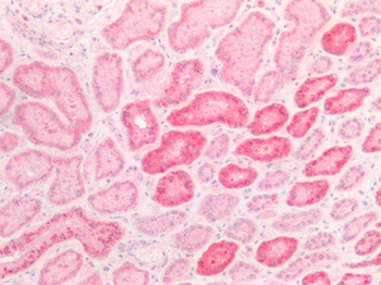 NAGLU Antibody