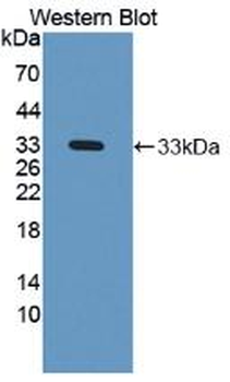 NAGLU Antibody