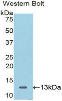 CTNNBIP1/ICAT Antibody